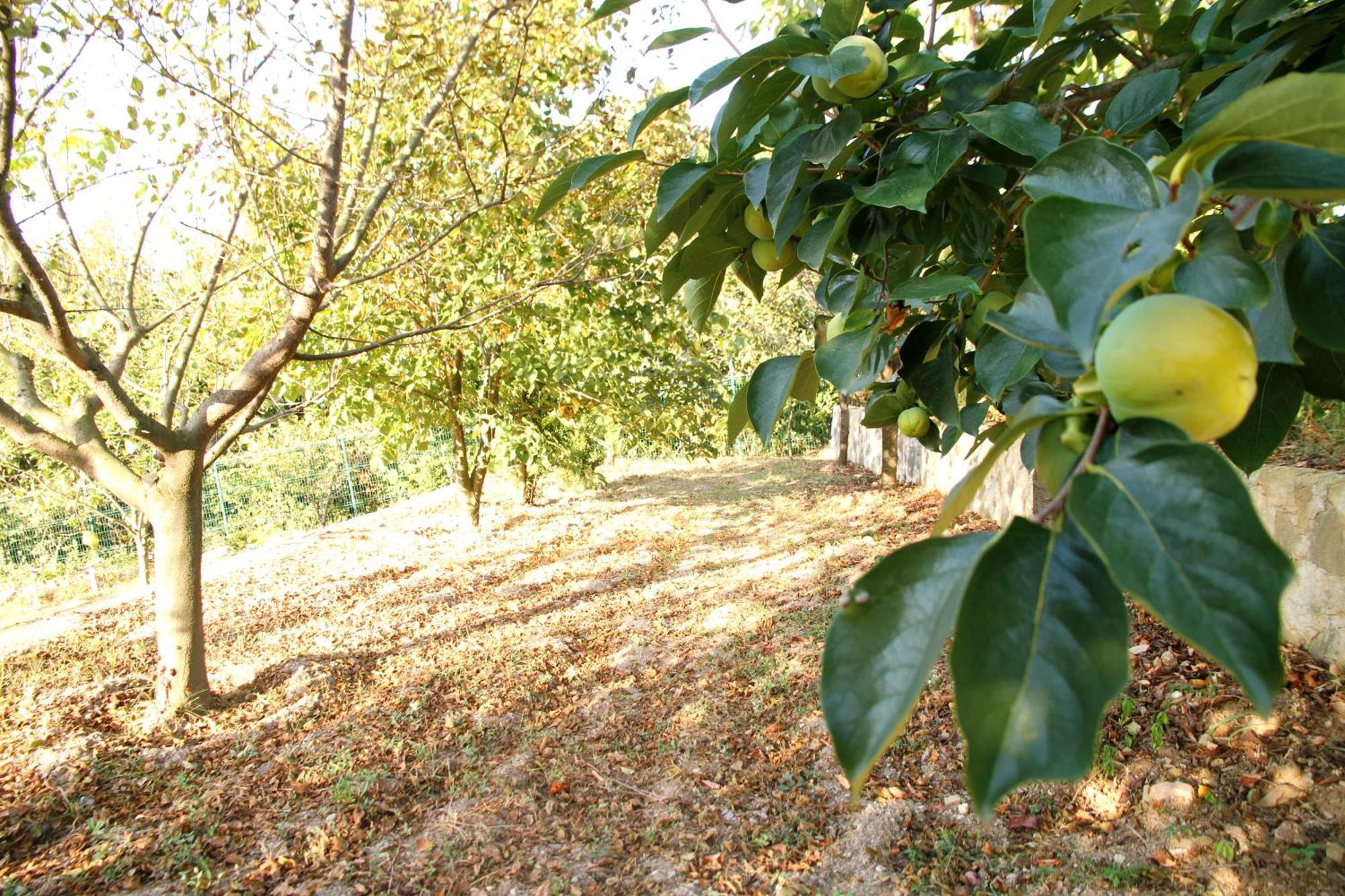 Bizim Ev Villa Sapanca Buitenkant foto